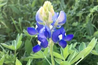 Austin Safari Hike thumbnail 6