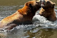 Sitka Land & Sea Wildlife Tour with Meal thumbnail 1