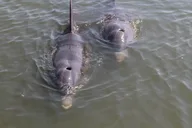 Charleston Eco Boat Excursion to Morris Island thumbnail 5