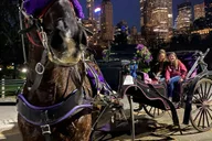 New York City Horse Carriage Ride with Christmas Lights thumbnail 4