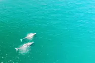 California Whale Watching and Fishing Excursion thumbnail 1