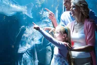 Chicago Attraction Pass with Shedd Aquarium thumbnail 4
