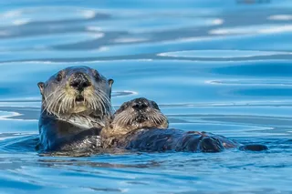 Sitka Whale Watching and Wildlife Excursion