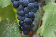 Napa Valley Wine Tasting Tour thumbnail 2