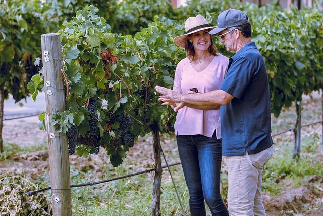 Temecula Wine Tour with Tastings 4 hr - Image 2