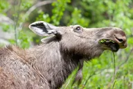 Grand Teton Wildlife Safari Tour thumbnail 2