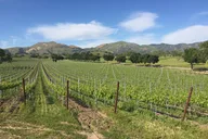 Santa Barbara Wine Tour Experience thumbnail 3