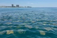 Fort Lauderdale Parasailing Adventure thumbnail 4