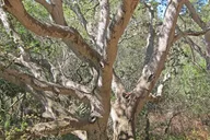 Carmel-by-the-Sea Self-Guided Audio Tour thumbnail 3