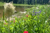 Mount Rainier Private Tour & Hike thumbnail 3