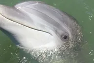 Hilton Head Dolphin Watching Boat Tour thumbnail 1