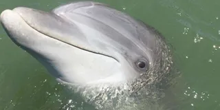 Hilton Head Dolphin Watching Boat Tour