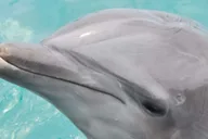 San Diego SeaWorld Park Admission thumbnail 6