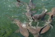 Key West Shark and Wildlife Catamaran Tour thumbnail 3