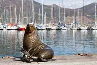 Cape Town Seal and Penguin Tour Full Day thumbnail 4