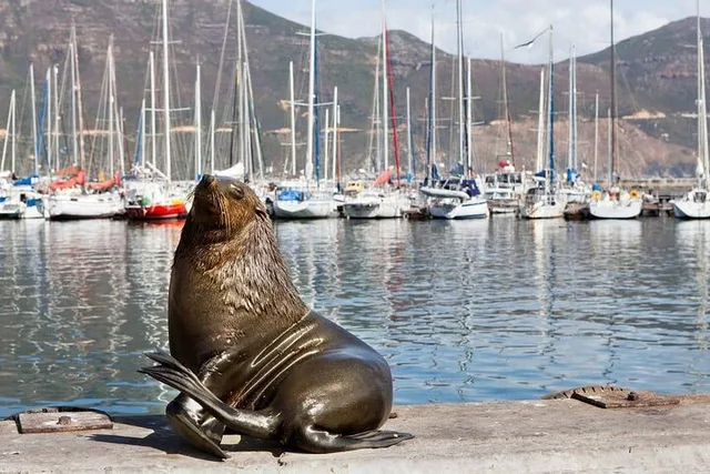 Cape Town Seal and Penguin Tour Full Day - Image 4