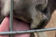 Anchorage Dog Sledding & Animal Adventure thumbnail 4