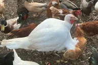 Austin Homestead Nature Tour 90 min thumbnail 3