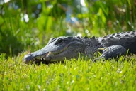 Miami Airboat Tour in the Everglades thumbnail 6