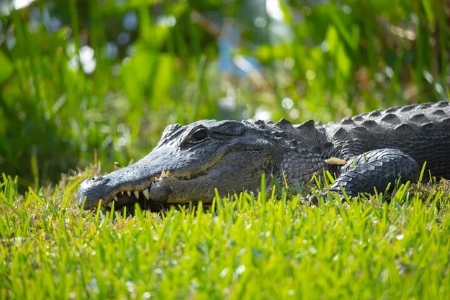 Miami Airboat Tour in the Everglades - Image 6