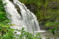 Maui Rainforest and Waterfall Walk & Swim thumbnail 2