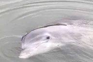 Hilton Head Dolphin and Nature Boat Tour 90 Min thumbnail 2