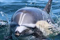 Newport Beach Whale and Dolphin Watching Tour thumbnail 5