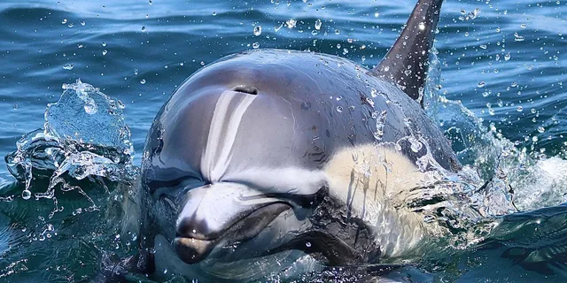 Newport Beach Whale and Dolphin Watching Tour - Image 5