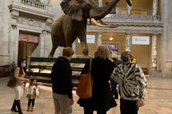 Washington DC Smithsonian Museum of Natural History Tour 2 hr thumbnail 1