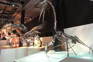 Houston Museum of Natural Science Digital Tour thumbnail 3
