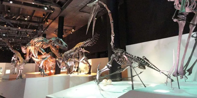 Houston Museum of Natural Science Digital Tour - Image 3