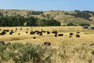 Custer State Park Self-Guided Audio Tour thumbnail 6