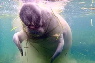 Crystal River Manatee Snorkel Tour thumbnail 4