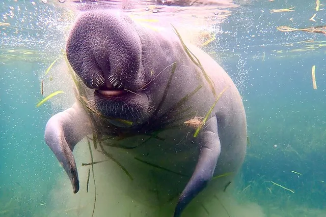 Crystal River Manatee Snorkel Tour - Image 4