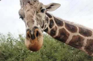 Camp Verde Wildlife Park Admission