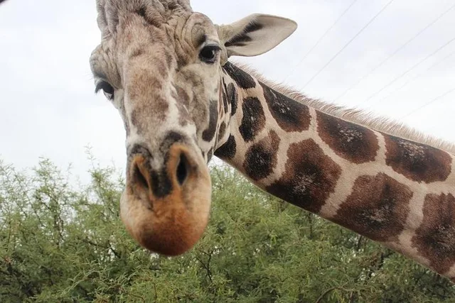 Camp Verde Wildlife Park Admission - Image 1