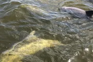 Naples 10,000 Islands Boat and Wildlife Tour 3 hr thumbnail 4