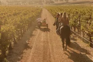Paso Robles Sidecar Vineyard Tour thumbnail 5
