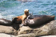 San Diego Sightseeing Tour thumbnail 2
