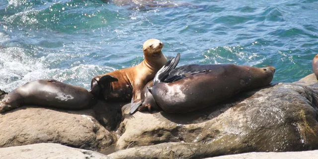 San Diego Sightseeing Tour - Image 2