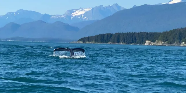Juneau Mendenhall Glacier Whale Watching Tour - Image 4