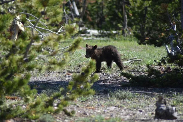 Yellowstone Private Tour with Picnic and Binoculars - Image 6