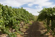 Seattle Wine Tasting Tour in Eastern WA thumbnail 3