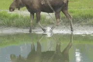Anchorage Portage Glacier Cruise and Wildlife Explorer thumbnail 2