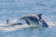 New York City Whale Watching Cruise thumbnail 3