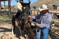 Las Vegas Horseback Ride in Joshua Tree Forest thumbnail 6