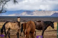 Phoenix Desert Horseback Ride with Lunch thumbnail 6
