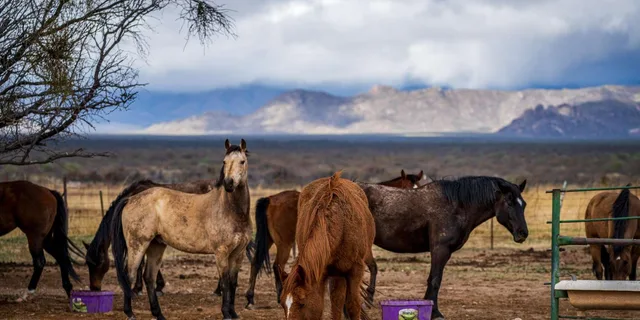 Phoenix Desert Horseback Ride with Lunch - Image 6