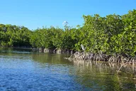 Geiger Key Mangrove Eco-Tour Adventure thumbnail 2