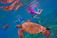 Maui Snorkeling Tour with Flotation Wetsuit thumbnail 6